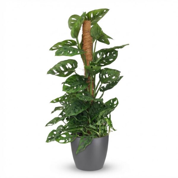 Monkey Mask - Monstera Andansonii Mosstok - Groen - Weinig onderhoud - met Potter Grijs