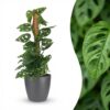 Monkey Mask - Monstera Andansonii Mosstok - Groen - Weinig onderhoud - met Potter Grijs