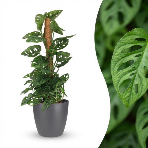 Monkey Mask - Monstera Andansonii Mosstok - Groen - Weinig onderhoud - met Potter Grijs