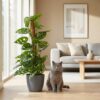 Monkey Mask - Monstera Andansonii Mosstok - Groen - Weinig onderhoud - met Potter Grijs