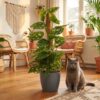 Monkey Mask - Monstera Andansonii Mosstok - Groen - Weinig onderhoud - met Potter Grijs