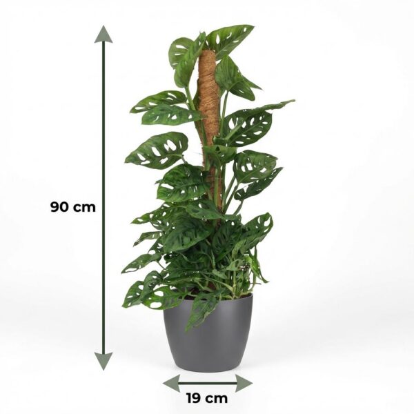 Monkey Mask - Monstera Andansonii Mosstok - Groen - Weinig onderhoud - met Potter Grijs