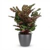 Pauwenplant - Calathea Makoyana - Groen - Weinig onderhoud - met Potter Grijs