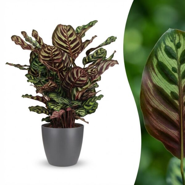 thumbnail_6000-97.jpg Pauwenplant - Calathea Makoyana - Groen - Weinig onderhoud - met Potter Grijs