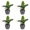Musa Oriental Dwarf - Dwergbanaan - 4 Planten - met Potter Grijs