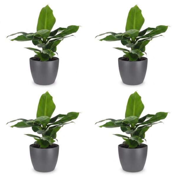 thumbnail_6000-1.jpg Musa Oriental Dwarf - Dwergbanaan - 4 Planten - met Potter Grijs