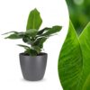 Musa Oriental Dwarf - Dwergbanaan - met Potter Grijs