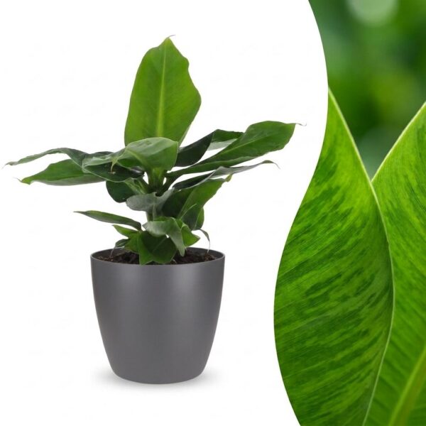 thumbnail_6000-10.jpg Musa Oriental Dwarf - Dwergbanaan - met Potter Grijs