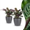 Ctenanthe Burle Marxii - Visgraatplant - 2 Planten - met Potter Grijs