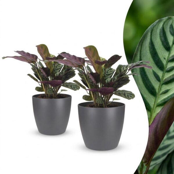 thumbnail_6000-100.jpg Ctenanthe Burle Marxii - Visgraatplant - 2 Planten - met Potter Grijs
