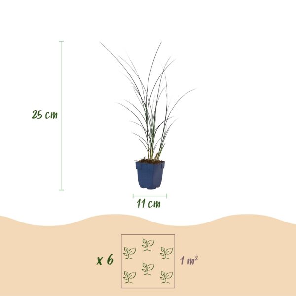 Miscanthus sin. Gracillimus - Pampusgras - Met Pluim - Groen - 6 Planten
