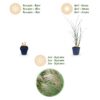 Miscanthus sin. Gracillimus - Pampusgras - Met Pluim - Groen - 6 Planten