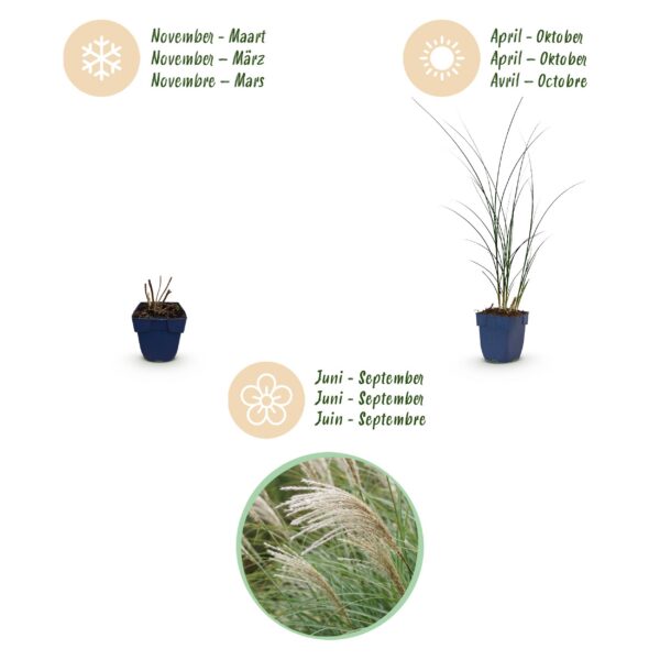 Miscanthus sin. Gracillimus - Pampusgras - Met Pluim - Groen - 6 Planten