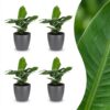 Musa Oriental Dwarf - Dwergbanaan - 4 Planten - met Potter Grijs