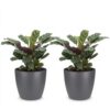 Ctenanthe Burle Marxii - Visgraatplant - 2 Planten - met Potter Grijs