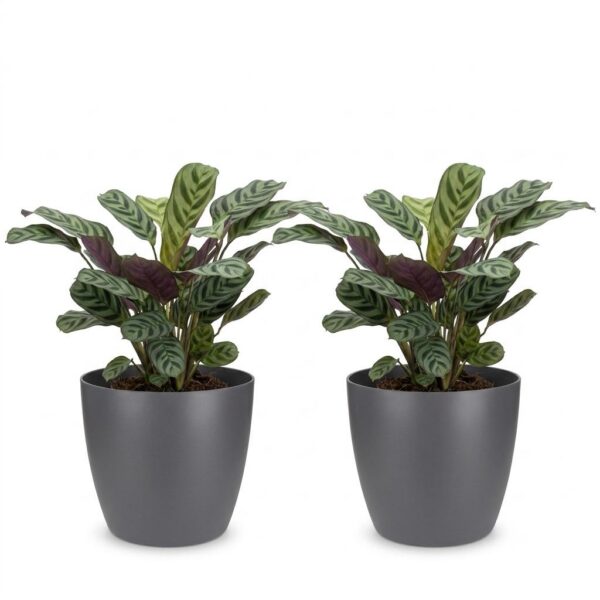 thumbnail_6000-101.jpg Ctenanthe Burle Marxii - Visgraatplant - 2 Planten - met Potter Grijs
