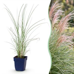 Miscanthus sin. Morning Light - Pampusgras - Met Pluim - Zilver - 6 Planten