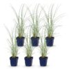 Miscanthus sin. Morning Light - Pampusgras - Met Pluim - Zilver - 6 Planten