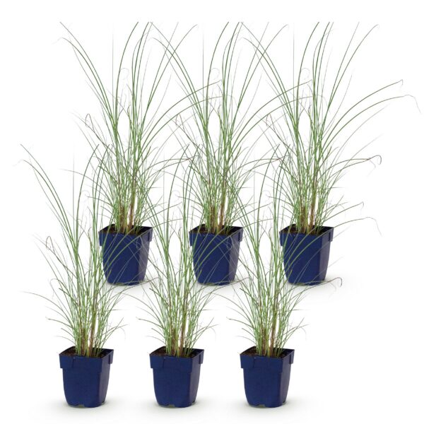 Miscanthus sin. Morning Light - Pampusgras - Met Pluim - Zilver - 6 Planten