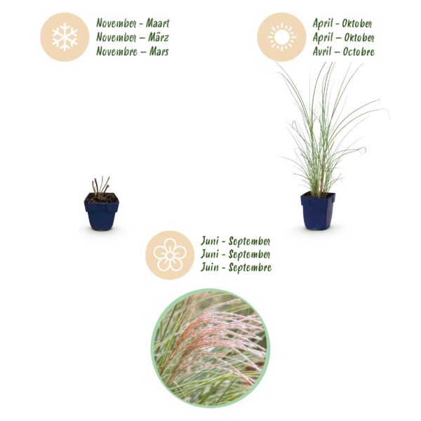 Miscanthus sin. Morning Light - Pampusgras - Met Pluim - Zilver - 6 Planten