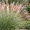 Miscanthus sin. Morning Light - Pampusgras - Met Pluim - Zilver - 6 Planten