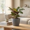 Ctenanthe Burle Marxii - Visgraatplant - 2 Planten - met Potter Grijs