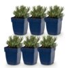 Lavandula ang. Edelweiss - Lavendel - Geurend - Wit - 6 Planten