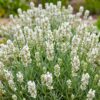 Lavandula ang. Edelweiss - Lavendel - Geurend - Wit - 6 Planten