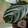 Ctenanthe Burle Marxii - Visgraatplant - 2 Planten - met Potter Grijs