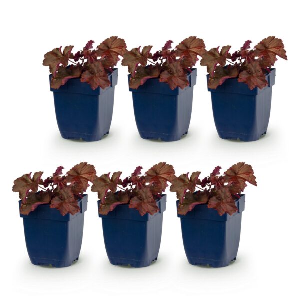 Heuchera micr. Palace Purple - Purperklokje - Schaduw - Paars - 6 Planten