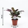 Ctenanthe Burle Marxii - Visgraatplant - 2 Planten - met Potter Grijs