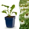 Echinacea purp. Alba - Zonnehoed - Bijen- en vlinderlokkers - Wit - 6 Planten