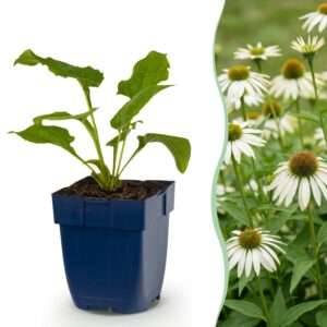 Echinacea purp. Alba - Zonnehoed - Bijen- en vlinderlokkers - Wit - 6 Planten