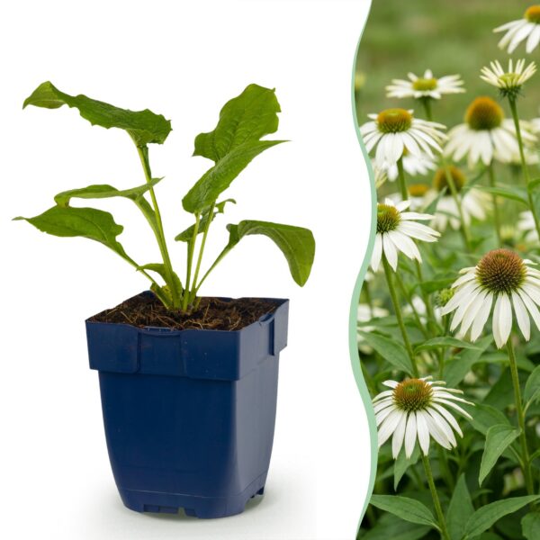 thumbnail_6000-1046.jpg Echinacea purp. Alba - Zonnehoed - Bijen- en vlinderlokkers - Wit - 6 Planten