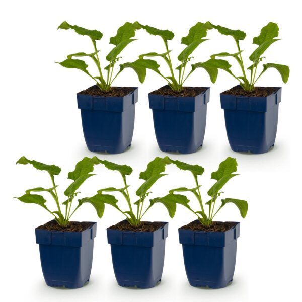 thumbnail_6000-1047.jpg Echinacea purp. Alba - Zonnehoed - Bijen- en vlinderlokkers - Wit - 6 Planten