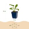 Echinacea purp. Alba - Zonnehoed - Bijen- en vlinderlokkers - Wit - 6 Planten