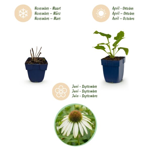 thumbnail_6000-1049.jpg Echinacea purp. Alba - Zonnehoed - Bijen- en vlinderlokkers - Wit - 6 Planten