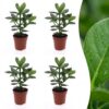 Clusia Princess - Clusia - 4 Planten