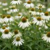 Echinacea purp. Alba - Zonnehoed - Bijen- en vlinderlokkers - Wit - 6 Planten
