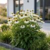 Echinacea purp. Alba - Zonnehoed - Bijen- en vlinderlokkers - Wit - 6 Planten