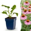 Echinacea purp. Magnus - Zonnehoed - Bijen- en vlinderlokkers - Roze - 6 Planten