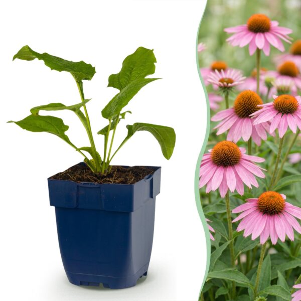 Echinacea purp. Magnus - Zonnehoed - Bijen- en vlinderlokkers - Roze - 6 Planten