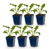 Echinacea purp. Magnus - Zonnehoed - Bijen- en vlinderlokkers - Roze - 6 Planten