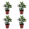 Clusia Princess - Clusia - 4 Planten