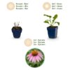 Echinacea purp. Magnus - Zonnehoed - Bijen- en vlinderlokkers - Roze - 6 Planten