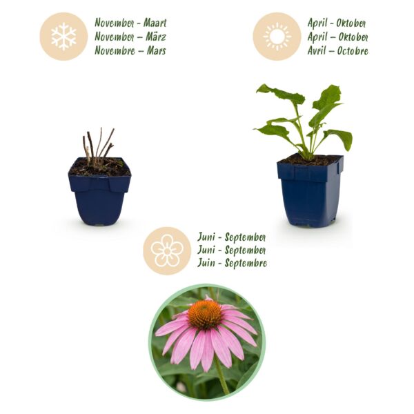 Echinacea purp. Magnus - Zonnehoed - Bijen- en vlinderlokkers - Roze - 6 Planten