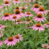 Echinacea purp. Magnus - Zonnehoed - Bijen- en vlinderlokkers - Roze - 6 Planten