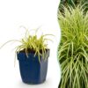 Carex oshimensis Evergold - Japanse Zegge - Groenblijvend - Geel-Groen - 6 Planten