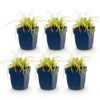 Carex oshimensis Evergold - Japanse Zegge - Groenblijvend - Geel-Groen - 6 Planten