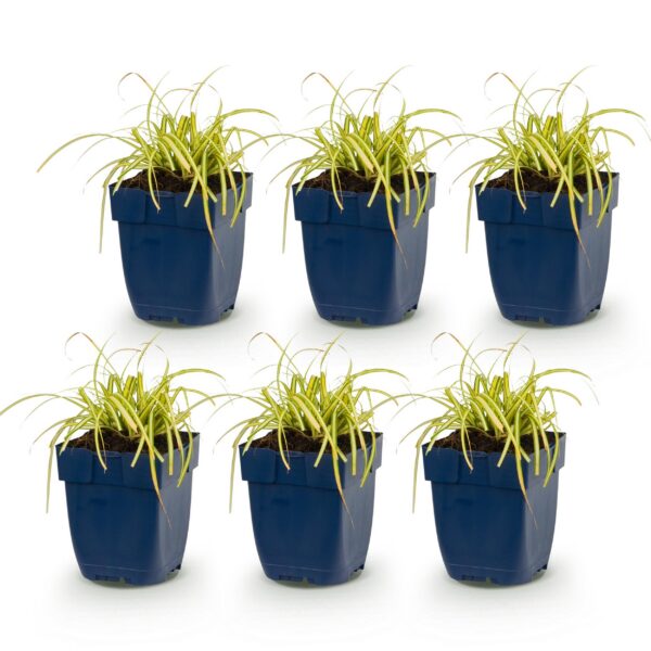 thumbnail_6000-1071.jpg Carex oshimensis Evergold - Japanse Zegge - Groenblijvend - Geel-Groen - 6 Planten